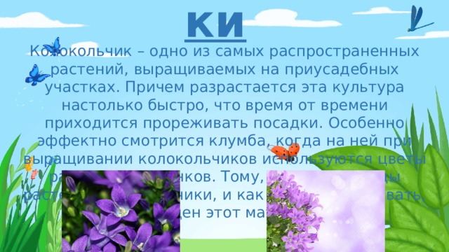 Колокольчики Колокольчик – одно из самых распространенных растений, выращиваемых на приусадебных участках. Причем разрастается эта культура настолько быстро, что время от времени приходится прореживать посадки. Особенно эффектно смотрится клумба, когда на ней при выращивании колокольчиков используются цветы различных оттенков. Тому, какие есть виды растений колокольчики, и как за ними ухаживать, посвящен этот материал.