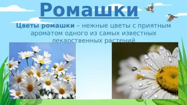 Ромашки Цветы ромашки  – нежные цветы с приятным ароматом одного из самых известных лекарственных растений