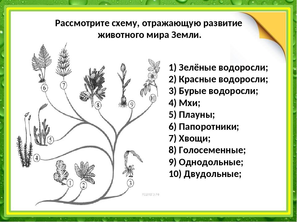 Псилофиты покрытосеменные. Эволюция растений схема.