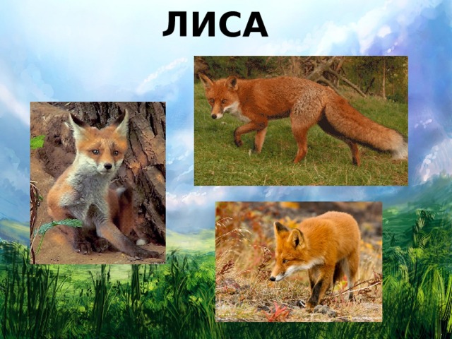 ЛИСА