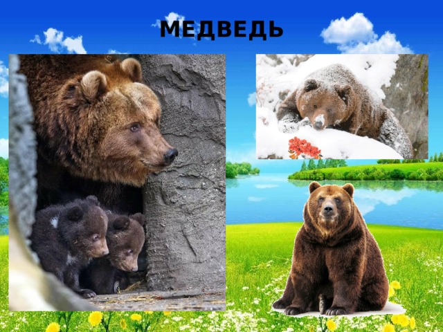 МЕДВЕДЬ