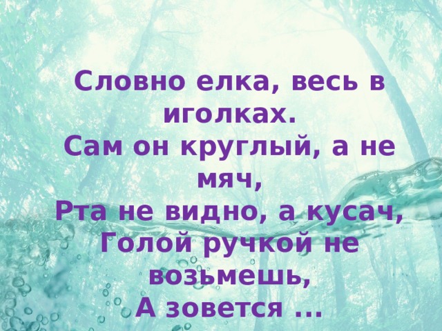 Словно елка, весь в иголках.  Сам он круглый, а не мяч,  Рта не видно, а кусач,  Голой ручкой не возьмешь,  А зовется ...