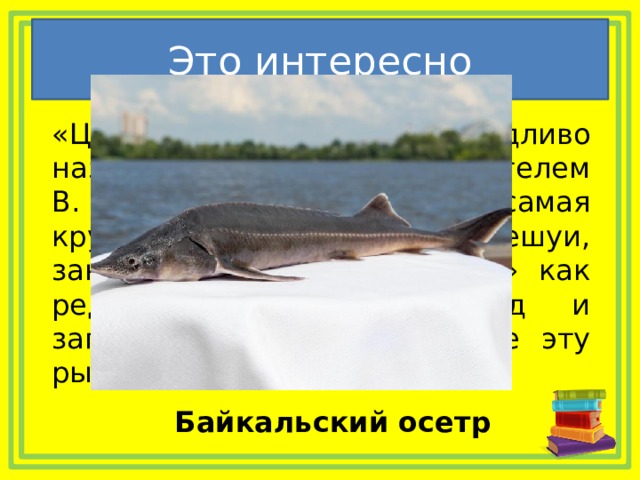 Это интересно  «Царь-рыба», справедливо названная так русским писателем В. П. Астафьевым. Это самая крупная рыба Байкала, без чешуи, занесена в «Красную книгу» как редко встречающийся вид и запрещена к лову. Назовите эту рыбу. Байкальский осетр