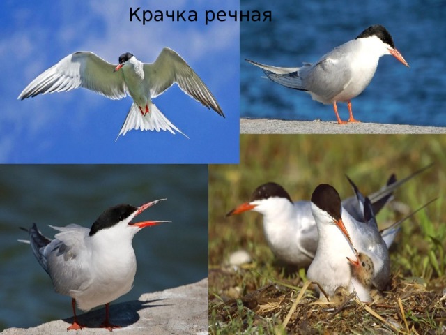 Крачка речная