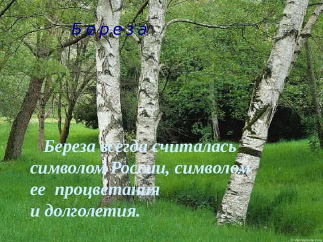 Береза  Береза всегда считалась символом России, символом ее  процветания и долголетия.