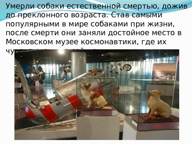Умерли собаки естественной смертью, дожив до преклонного возраста. Став самыми популярными в мире собаками при жизни, после смерти они заняли достойное место в Московском музее космонавтики, где их чучела стоят по сей день.