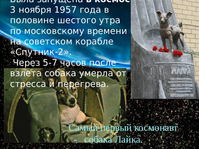 Была запущена  в   космос    3 ноября 1957 года в половине шестого утра по московскому времени на советском корабле «Спутник-2».  Через 5-7 часов после взлета собака умерла от стресса и перегрева. Самый первый космонавт - собака Лайка.