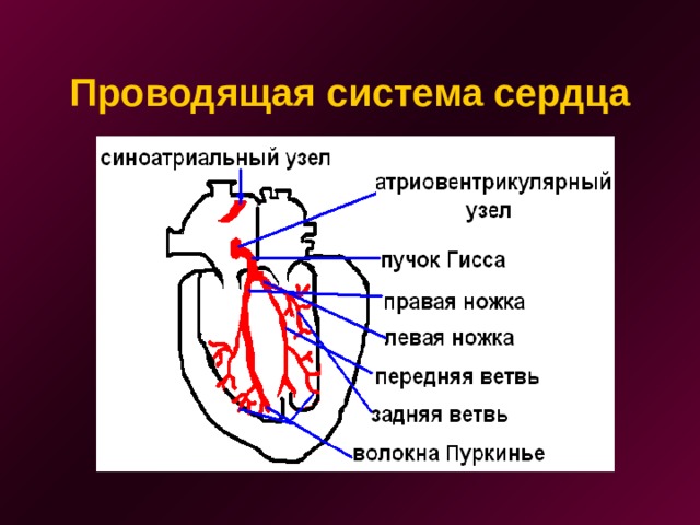 Проводящая система сердца