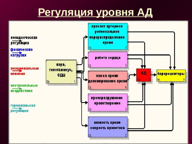 Регуляция уровня АД