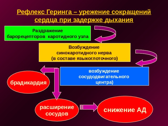 Рефлекс Геринга – урежение сокращений сердца при задержке дыхания Раздражение барорецепторов каротидного узла Возбуждение синокаротидного нерва (в составе языкоглоточного) возбуждение сосудодвигательного центра) брадикардия снижение АД расширение сосудов