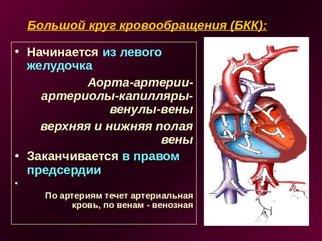 Большой круг кровообращения (БКК): Начинается из левого желудочка Аорта-артерии-артериолы-капилляры-венулы-вены верхняя и нижняя полая вены Заканчивается в правом предсердии  По артериям течет артериальная кровь, по венам - венозная