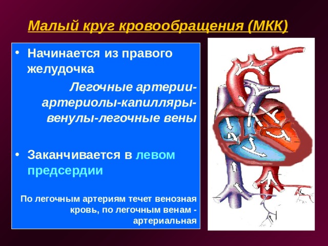 Малый круг кровообращения (МКК) Начинается из правого желудочка Легочные артерии-артериолы-капилляры-венулы-легочные вены  Заканчивается в левом предсердии  По легочным артериям течет венозная кровь, по легочным венам - артериальная