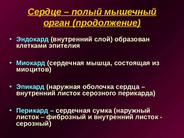 Сердце – полый мышечный орган (продолжение)   Эндокард (внутренний слой) образован клетками эпителия  Миокард (сердечная мышца, состоящая из миоцитов)  Эпикард (наружная оболочка сердца – внутренний листок серозного перикарда)