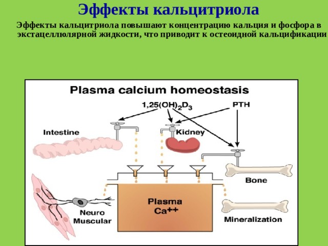 Эффекты кальцитриола Эффекты кальцитриола повышают концентрацию кальция и фосфора в экстацеллюлярной жидкости, что приводит к остеоидной кальцификации