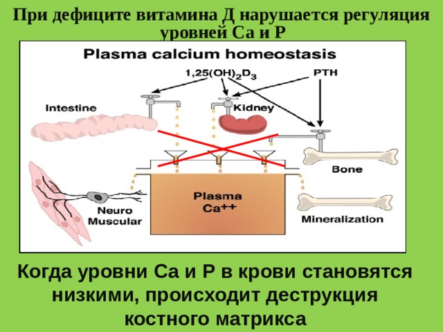 При дефиците витамина Д нарушается регуляция уровней Са и Р   Когда уровни Са и Р в крови становятся низкими, происходит деструкция костного матрикса