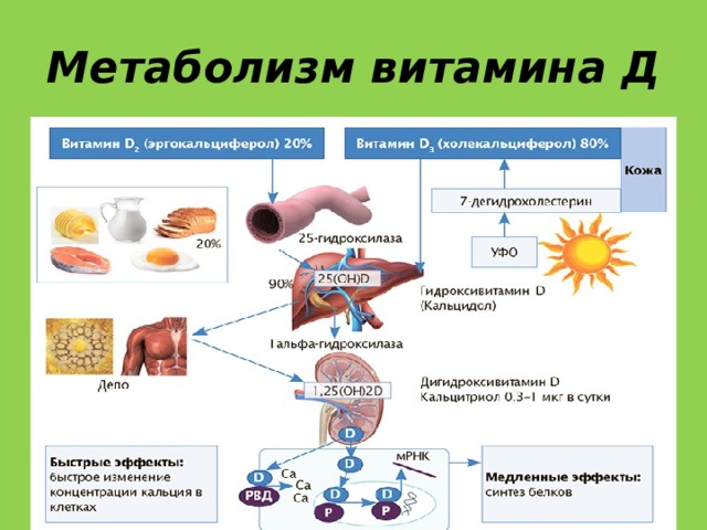 Метаболизм витамина Д