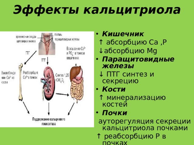 Эффекты кальцитриола Кишечник  ↑ абсорбцию Ca ,P  ↓ абсорбцию Mg Паращитовидные железы  ↓  ПТГ синтез и секрецию Кости  ↑ минерализацию костей Почки  ауторегуляция секреции кальцитриола почками ↑ реабсорбцию Р в почках