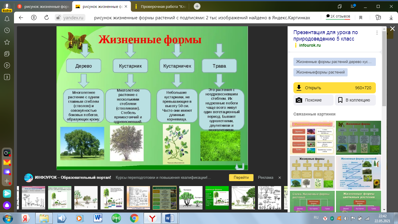 Программа для определения растений