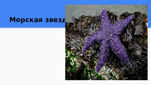 Морская звезда