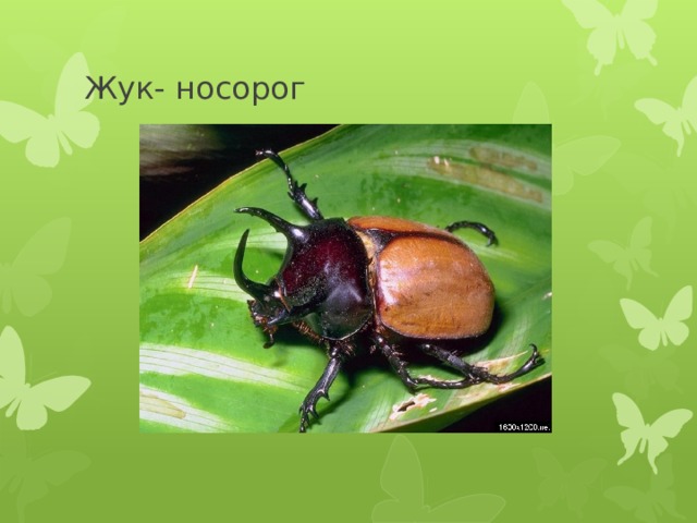 Жук- носорог