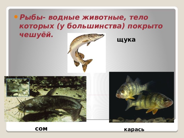 Рыбы- водные животные, тело которых (у большинства) покрыто чешуёй.