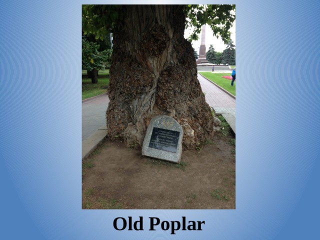 Old Poplar