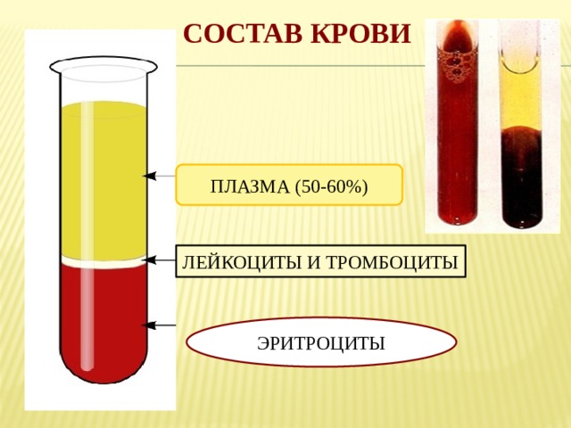 Состав крови ПЛАЗМА (50-60%) ЛЕЙКОЦИТЫ И ТРОМБОЦИТЫ ЭРИТРОЦИТЫ