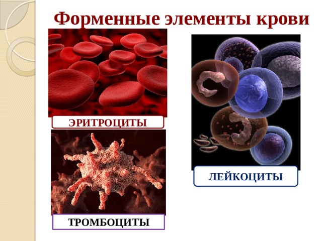 Форменные элементы крови ЭРИТРОЦИТЫ ЛЕЙКОЦИТЫ ТРОМБОЦИТЫ