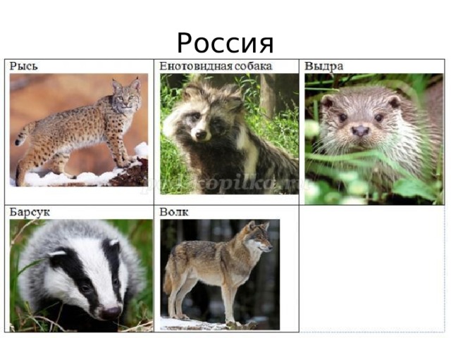 Россия