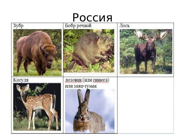 Россия