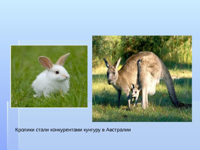 Кролики стали конкурентами кунгуру в Австралии