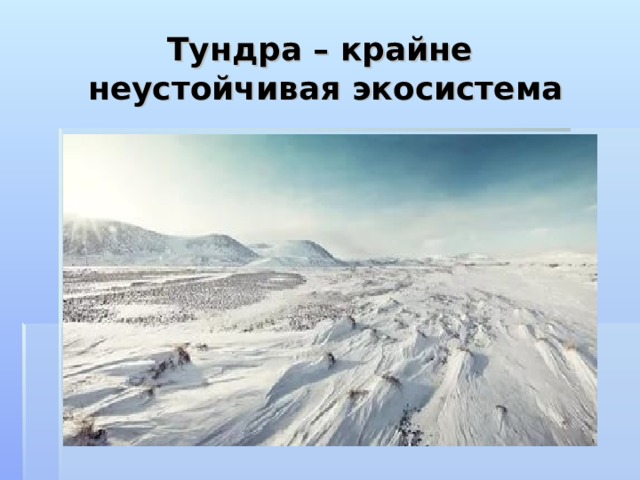 Тундра – крайне неустойчивая экосистема