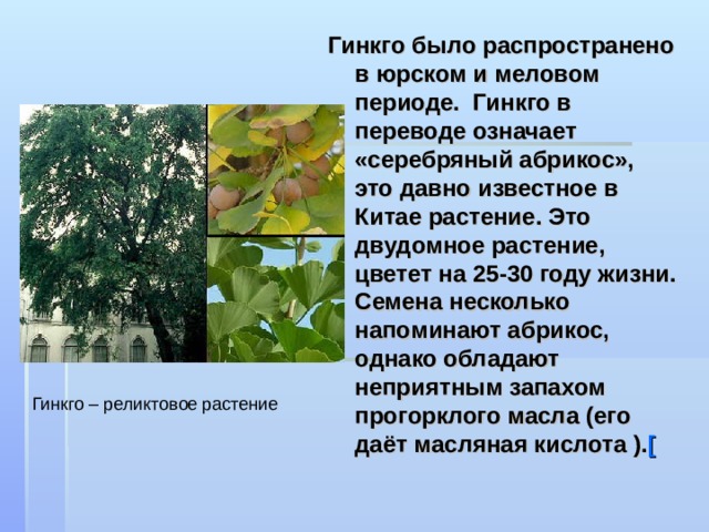Гинкго было распространено в юрском и меловом периоде. Гинкго в переводе означает «серебряный абрикос», это давно известное в Китае растение. Это двудомное растение, цветет на 25-30 году жизни. Семена несколько напоминают абрикос, однако обладают неприятным запахом прогорклого масла (его даёт масляная кислота ). [  Гинкго – реликтовое растение