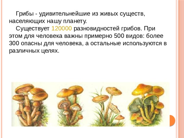 Грибы - удивительнейшие из живых существ, населяющих нашу планету. Существует 120000 разновидностей грибов. При этом для человека важны примерно 500 видов: более 300 опасны для человека, а остальные используются в различных целях.