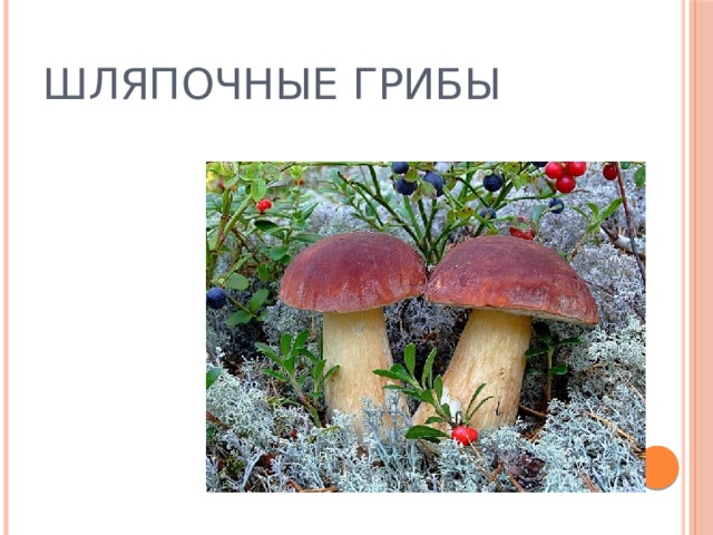 шляпочные грибы
