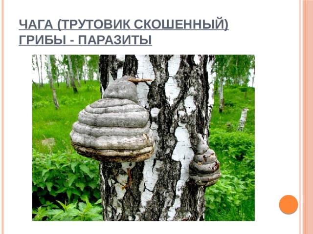 Чага (Трутовик скошенный)  грибы - паразиты