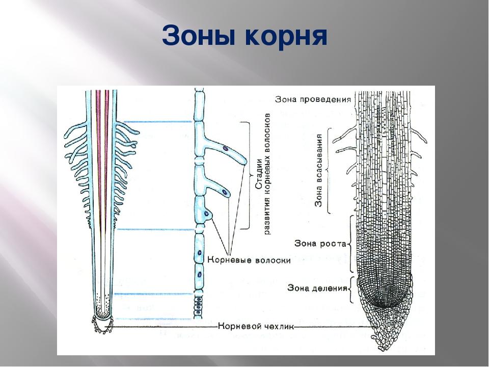 Строение корня рисунок биология 6 класс рисунок