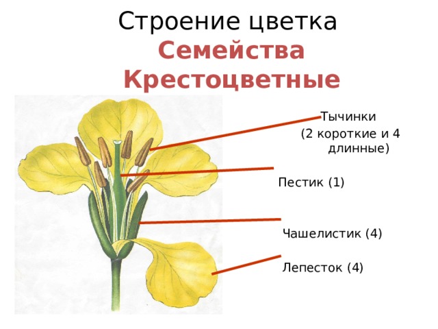 Строение цветка  Семейства Крестоцветные Тычинки (2 короткие и 4 длинные) Пестик (1)  Чашелистик (4)  Лепесток (4)