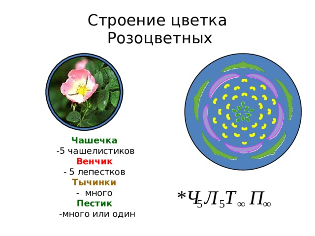 Строение цветка  Розоцветных Чашечка  -5 чашелистиков Венчик - 5 лепестков Тычинки - много Пестик  -много или один По какому общему признаку 3000 видов растений могут объединяться в одно семейство? Оказывается, по строению цветка. У розоцветных цветок обычно имеет двойной околоцветник.  У большинства розоцветных чашечка состоит из пяти свободных, т.е. не сросшихся между собой, чашелистиков.  В венчике 5 свободных лепестков.  Ты можешь спросить: 