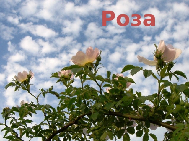 Роза В подлеске наших светлых лесов, на опушках и в оврагах растет колючий кустарник с красивыми крупными розовыми цветками. Это шиповник коричный.  Плоды шиповника богаты витамином С.