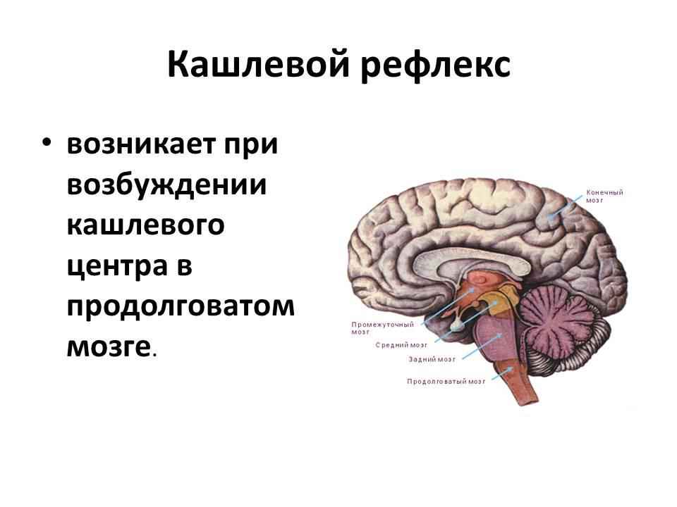 Отдел мозга содержащий центр кашлевого рефлекса. Кашлевой центр продолговатого мозга. Кашлевой рефлекс. Центр кашлевого рефлекса. Центр кашля в головном мозге.