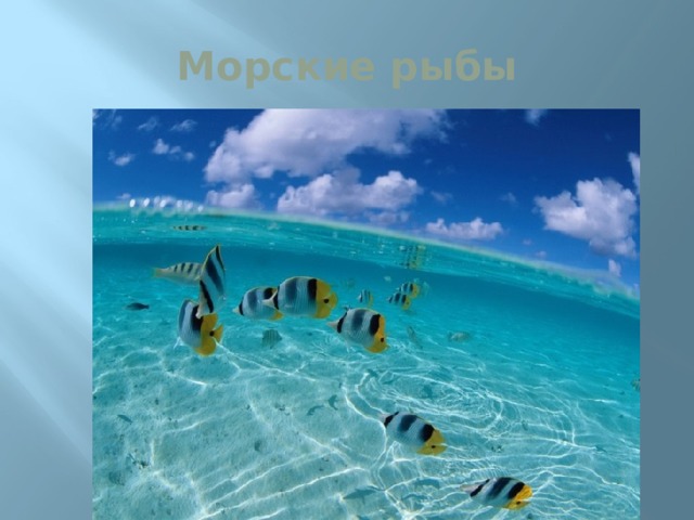 Морские рыбы