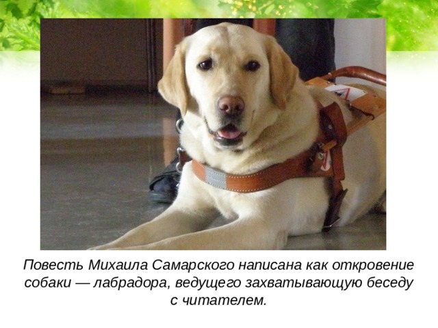 Повесть Михаила Самарского написана как откровение собаки — лабрадора, ведущего захватывающую беседу с читателем.