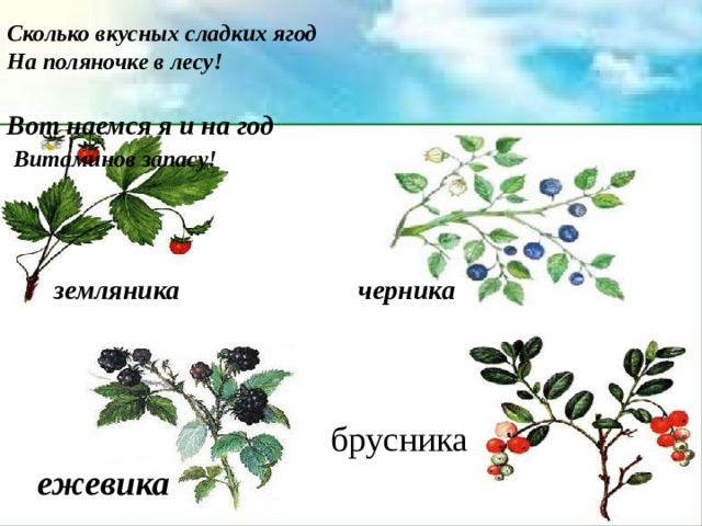 Сколько вкусных сладких ягод На поляночке в лесу! Вот наемся я и на год  Витаминов запасу! земляника черника брусника ежевика