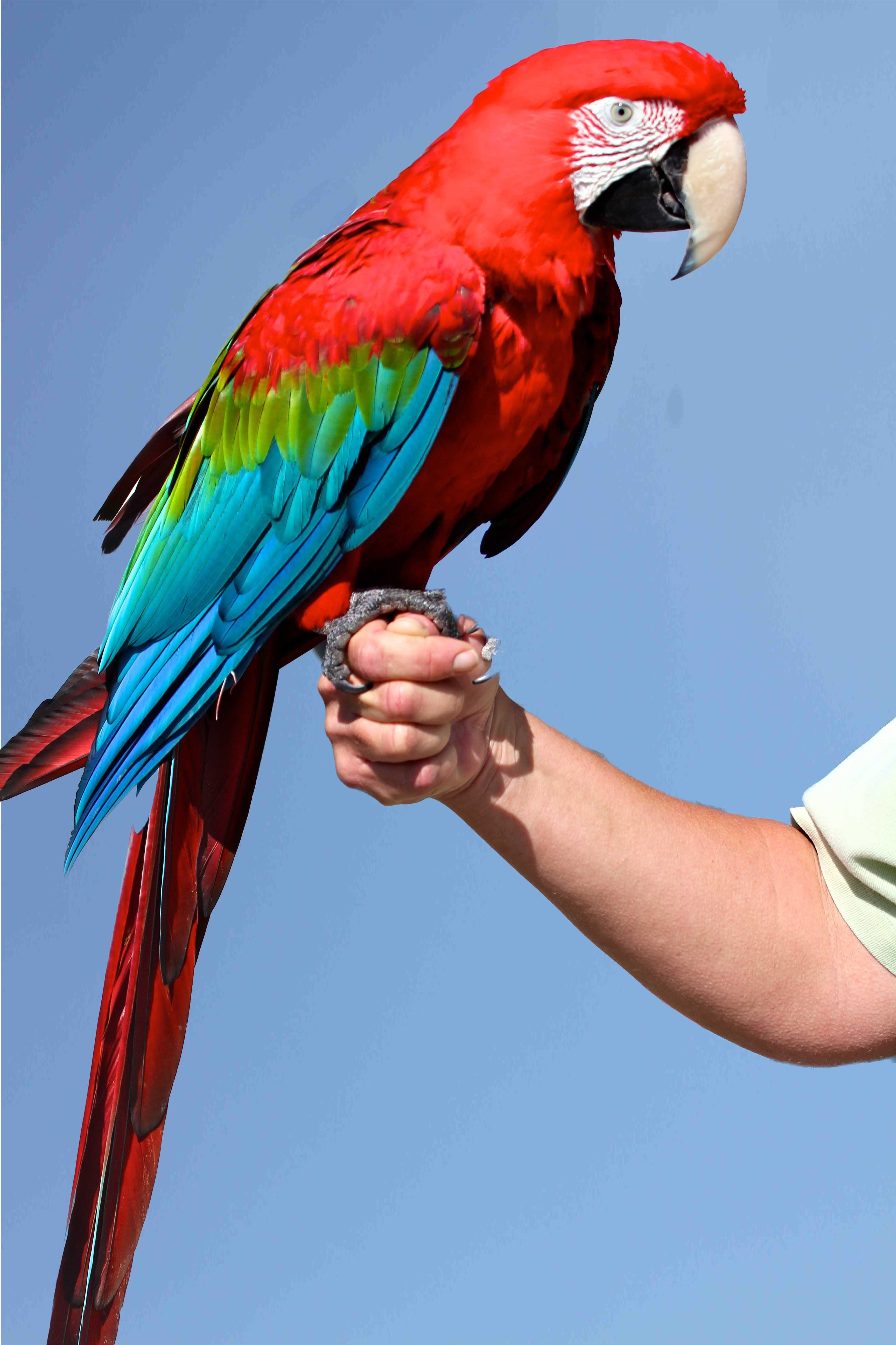 Большой цветной попугай. Попугай ара. Попугай ара и Какаду. Большой попугай ара. Попугай ара в Бразилии красный.