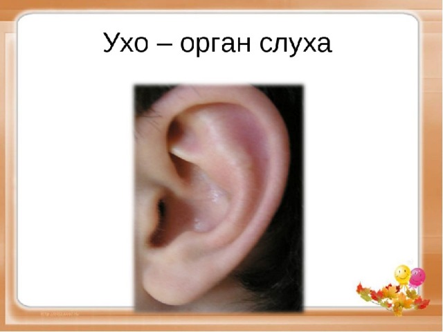 Рассказы про уши. Уши орган слуха. Органы чувств человека ухо.