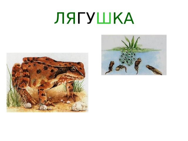 ЛЯ ГУ Ш КА