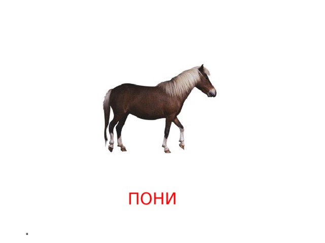 Пони тоже кони ПОНИ