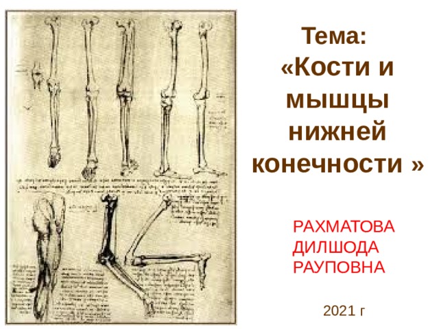 Тема:  « Кости и мышцы нижней конечности  »   РАХМАТОВА ДИЛШОДА РАУПОВНА  2021 г