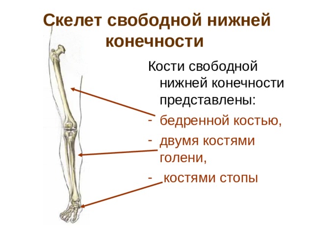Скелет свободной нижней конечности  Кости свободной нижней конечности представлены: